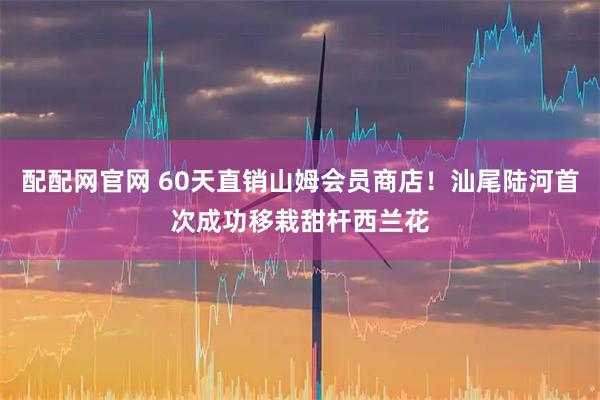 配配网官网 60天直销山姆会员商店！汕尾陆河首次成功移栽甜杆西兰花